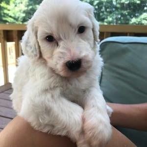 Meet your Posher, Brandy